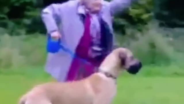 Funy animals