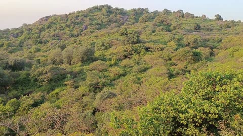 Qafirana mount abu satuas
