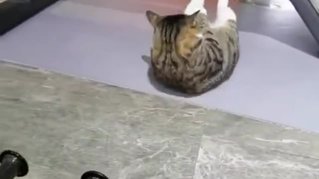 Cute trained cat workout in gym,,