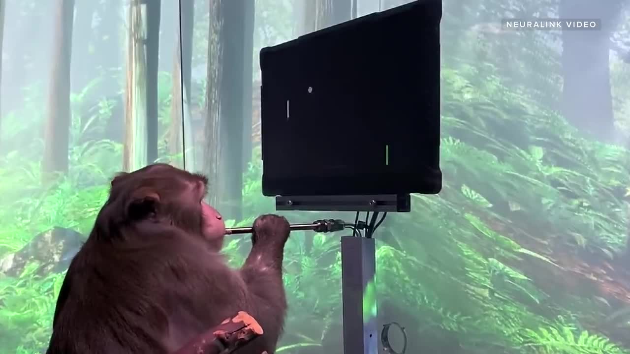 Il macaco Microchippato da Elon Musk gioca i videogames, chi sarà il prossimo macaco?