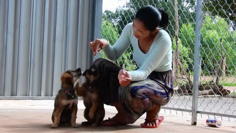 Amazing puppies playing and eating so funny!!!!!!!