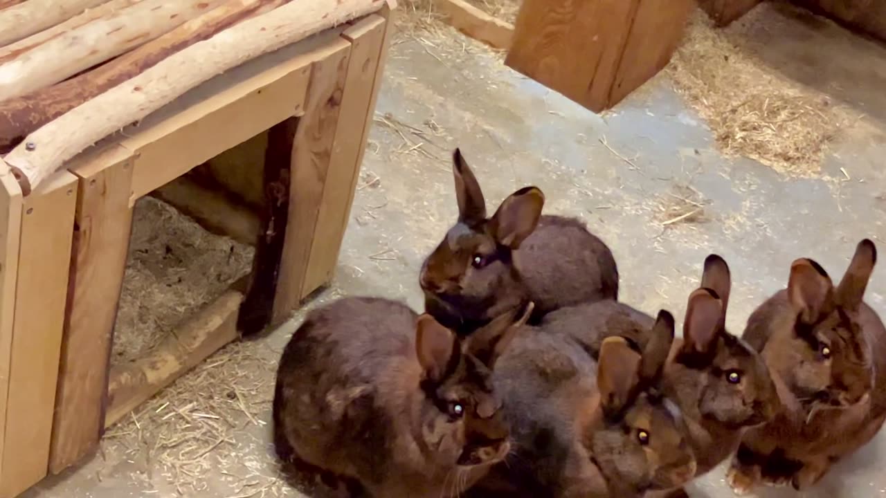 Funny cute rabbits chilling and playing hide and seek. Enjoying sitting still.