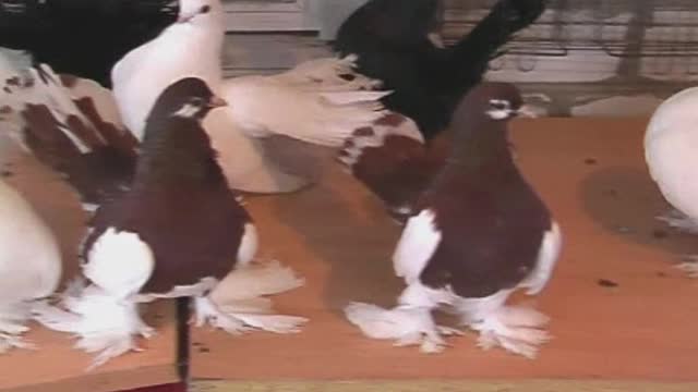 Many funny pigeons similar to parrots