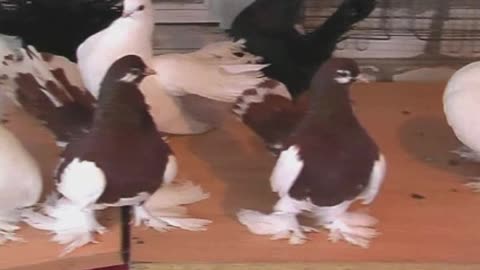 Many funny pigeons similar to parrots