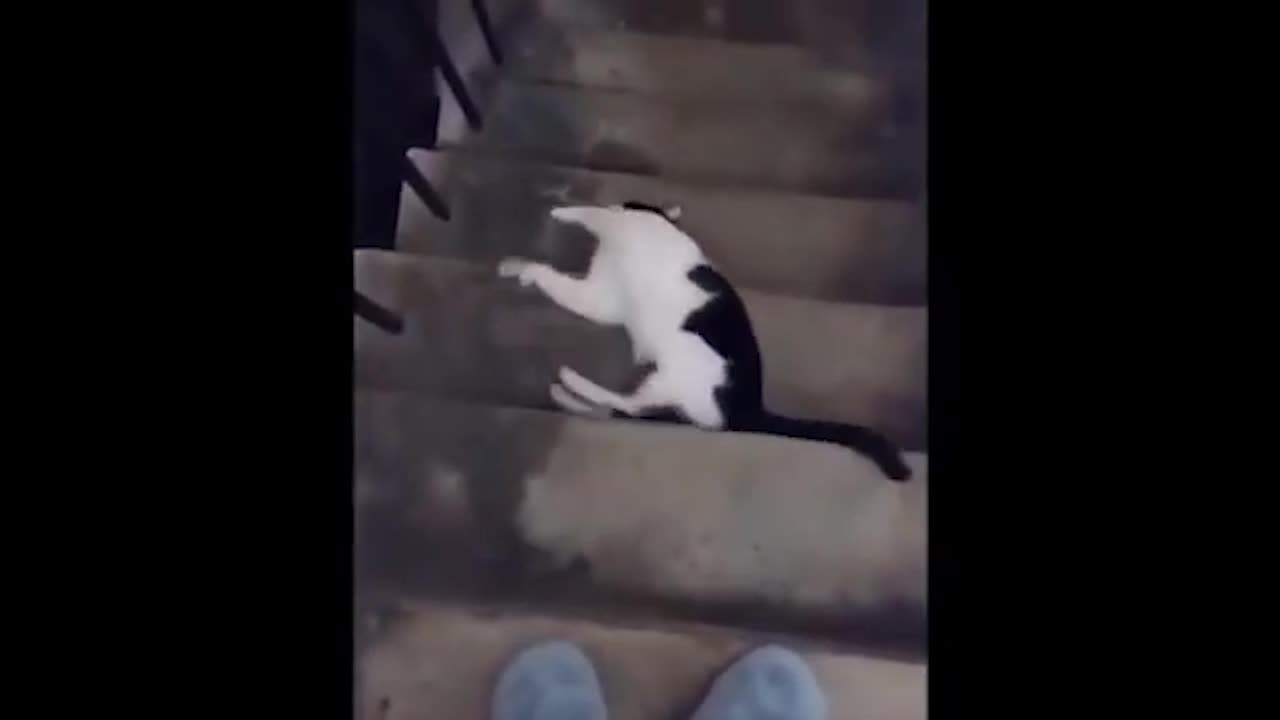 FUNNY CAT ENJOYING BY SLIDING STAIRS!