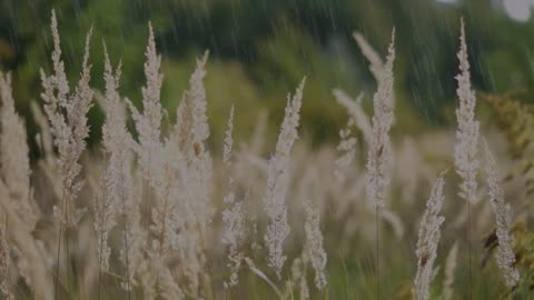 Reeds in the rain