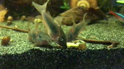 Hungry fish: Corydoras Aeneus at dinner in Slo-Mo