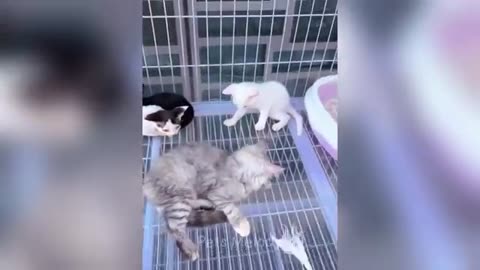 Funny Animal videos that will make you ROFL
