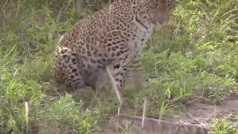 Leopard vs lizard fight hungry