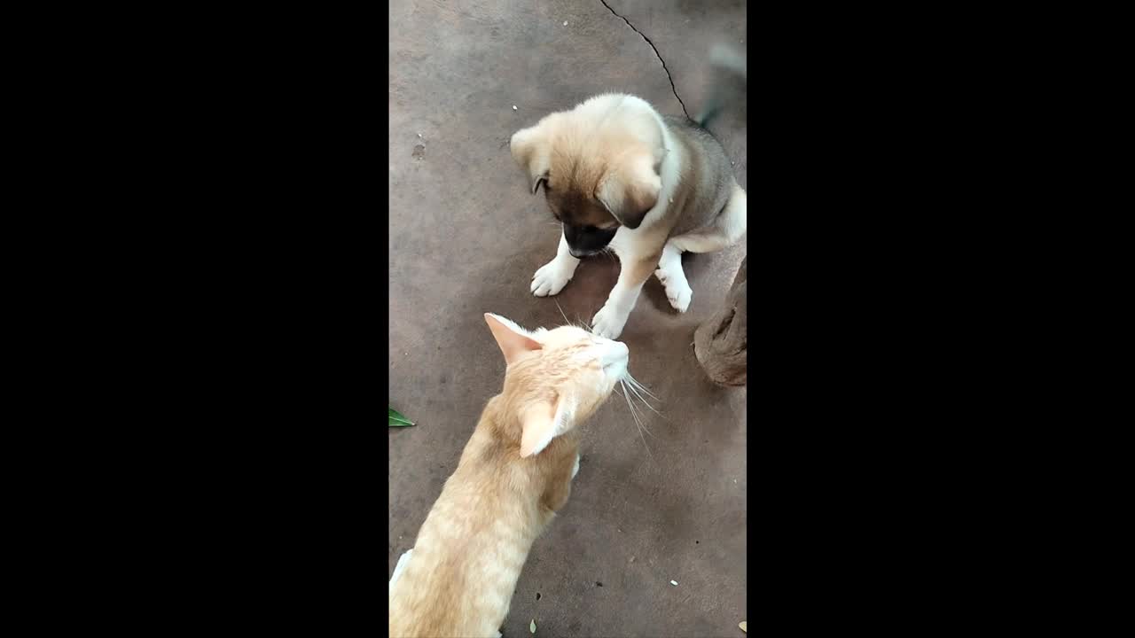 Cute Dog Playing with Cat