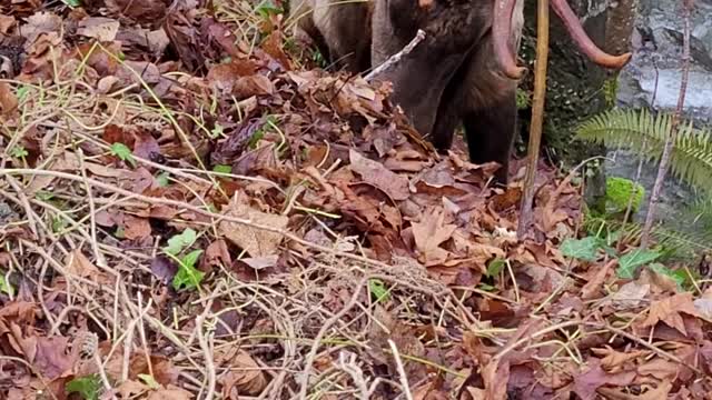 King Henry the Elk Having Lunch