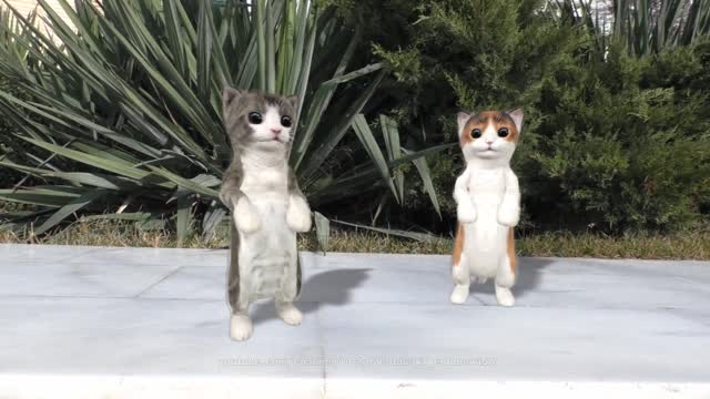 Cat dance