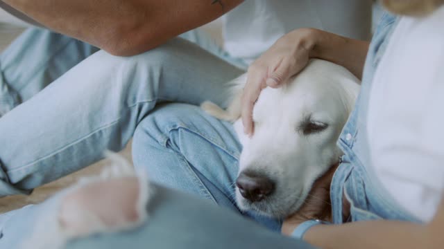 A Person Caressing Her Dogs