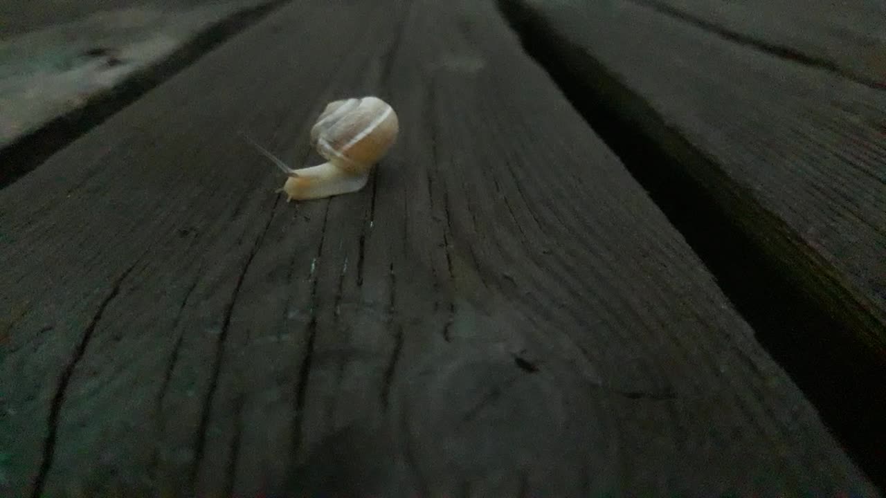 The snail travels across the table