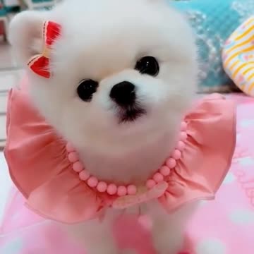 OMG #shorts #viral #trending #cute #dogs #ytshorts #asmr #satisfying please subscribe my channel