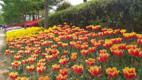 lily flowers