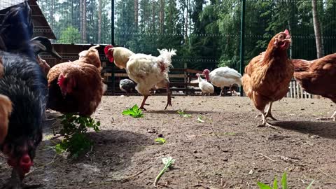 Chickens Rooster Poultry Yard Farm Animal Sounds