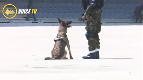 Army dog search for hideouts..... Brilliant security dog....