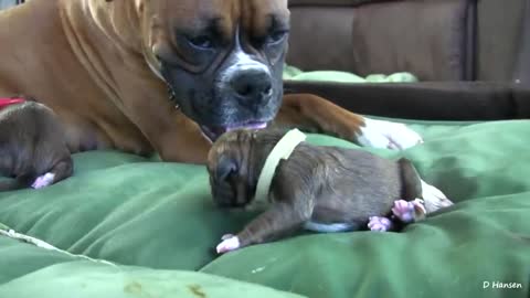 Dog gives birth to a puppy(baby) while standing*cute*🙂🙂