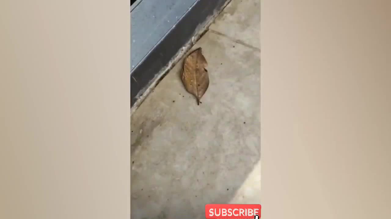 Amazing Butterfly