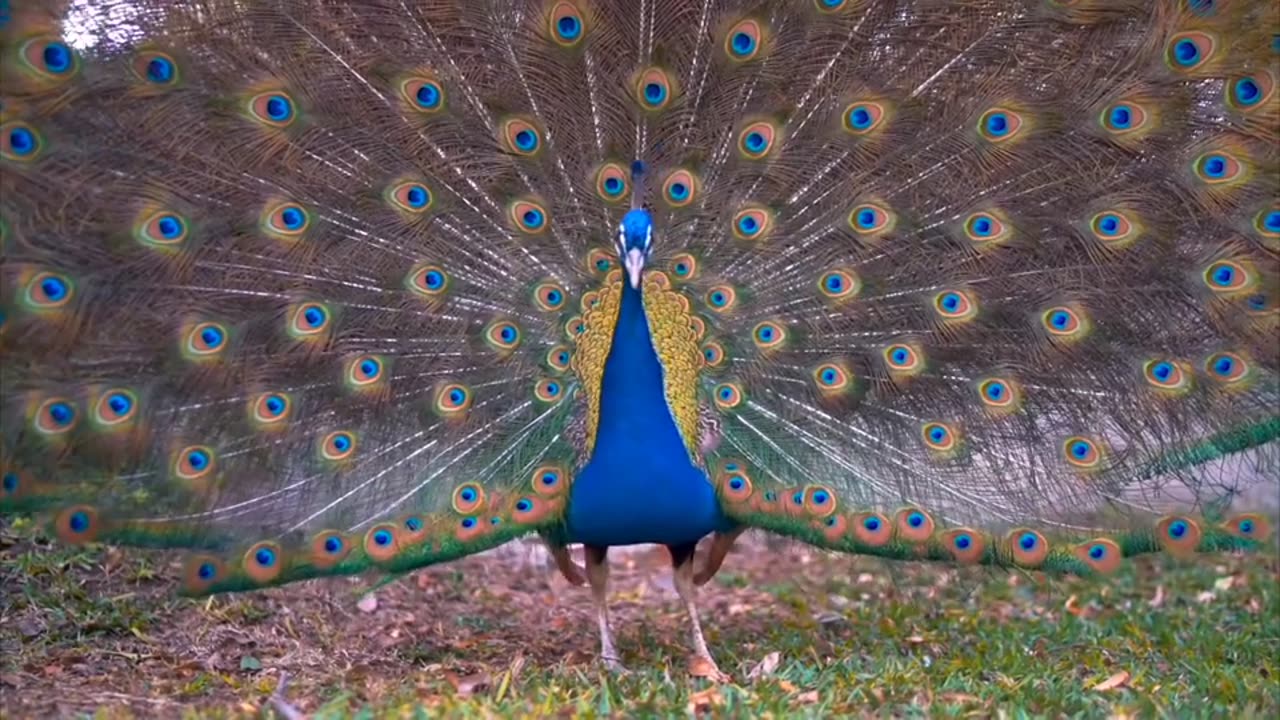 Now this peacock feeling very happy And danceing very beautifully