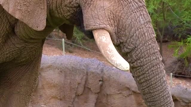 Enormours african elephant eating grass