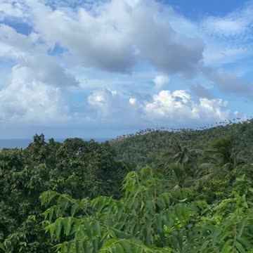 The forest time lapse windy day