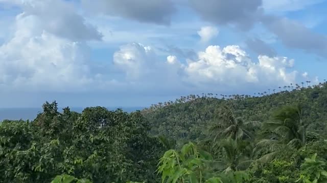 The forest time lapse windy day