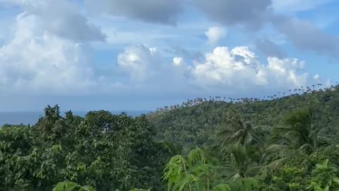 The forest time lapse windy day