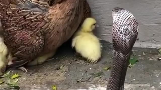 Chilling! Look at this chicken defending the little ducks from the Snake 😱