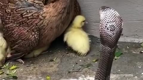 Chilling! Look at this chicken defending the little ducks from the Snake 😱