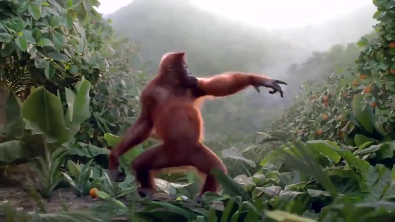 Animal funny dance video