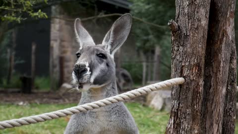 Kangaroo in the garden