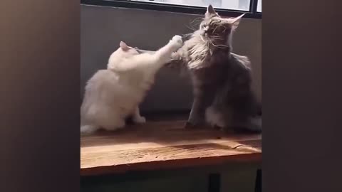 Funny cats and dogs video/ funny animals video/ comedy animals/ try not to laugh😂🤣😅