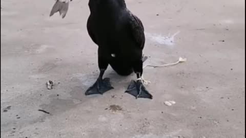 Viral video