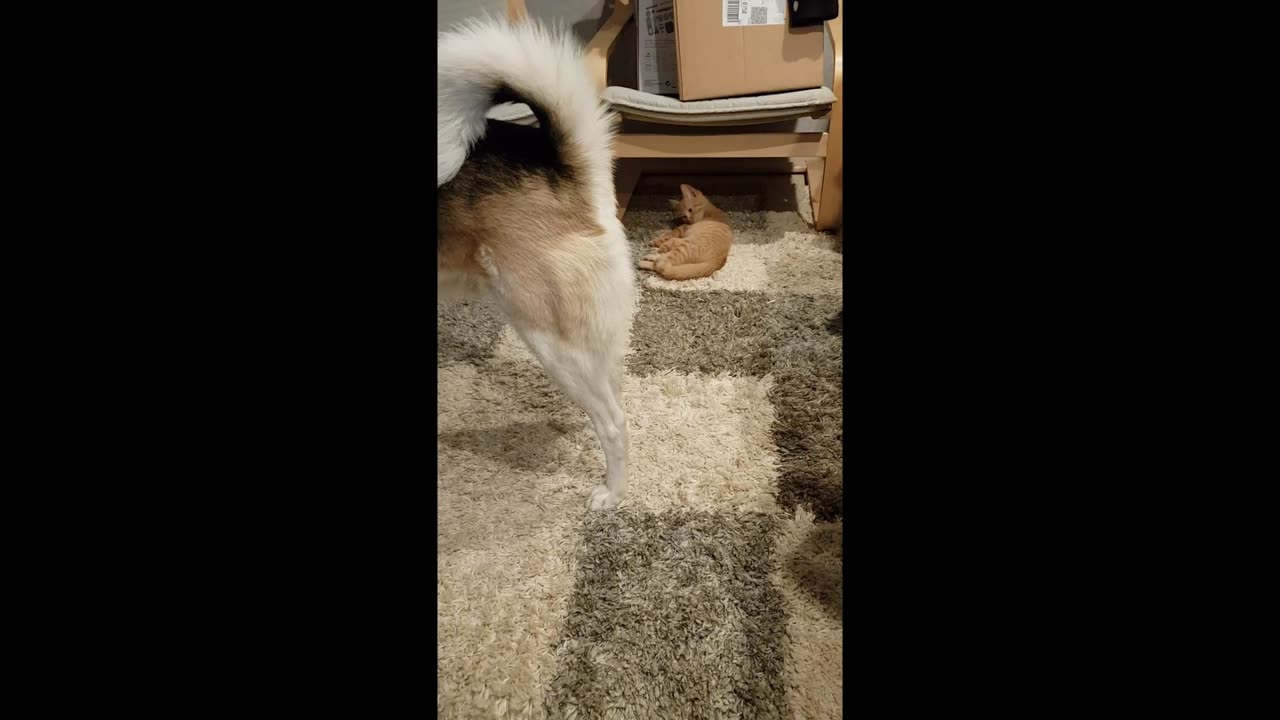 The fascination of TAILS | Like fish on a hook