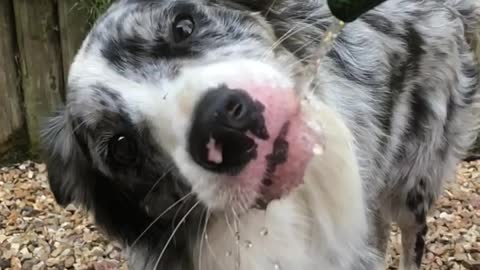 Puppy having a drink!