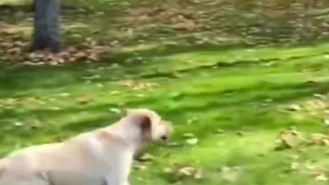 Funny Animals fails #Shorts