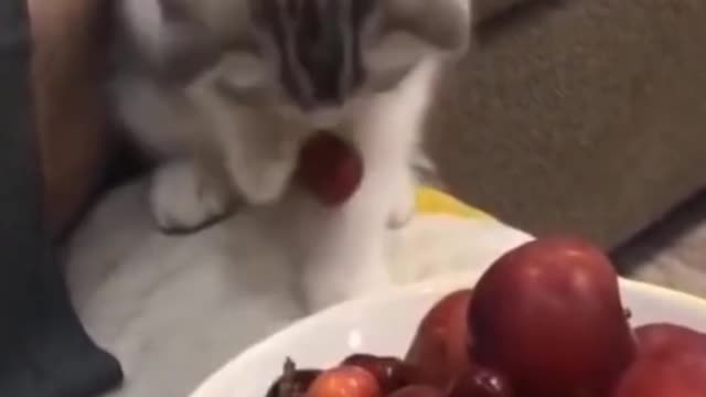 Cute little cat has no idea where the food is gone.