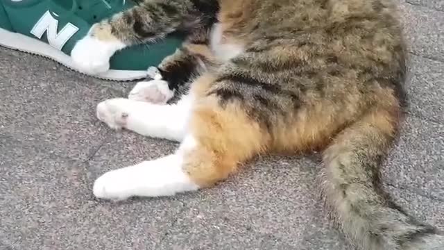 This cat in my neighbourhood may love me more than my own
