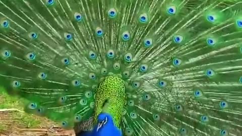 Peacock Shows Spectacularly Colored Plumage For the Ladies.