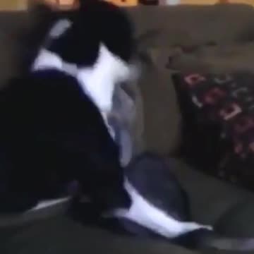 PETS NEVER LIE ABOUT LOVE-43 #shorts