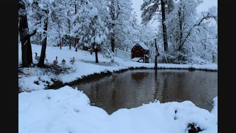 THE COST OF WINTER GREENHOUSE HEATING