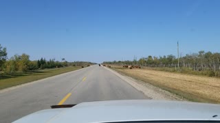 Cattle on the road