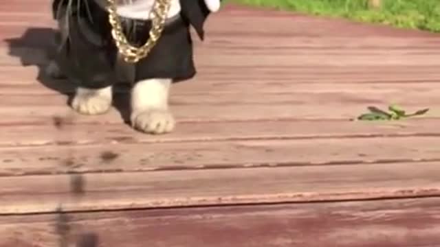 Mafia Cat Walking Like a Don