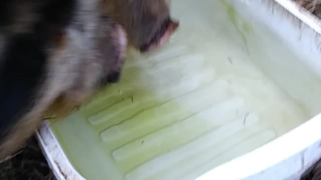 Thirsty Pig Pigs