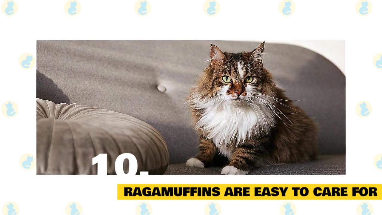 Ragamuffin Cats 101 : Fun Facts & Myths