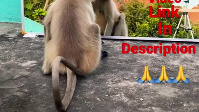 Monkey funny video