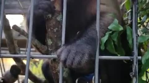 Monkey Tears and Chews Into Wood Like a Beaver