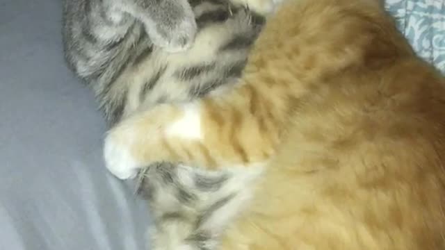 Orange cat and grey cat cuddling